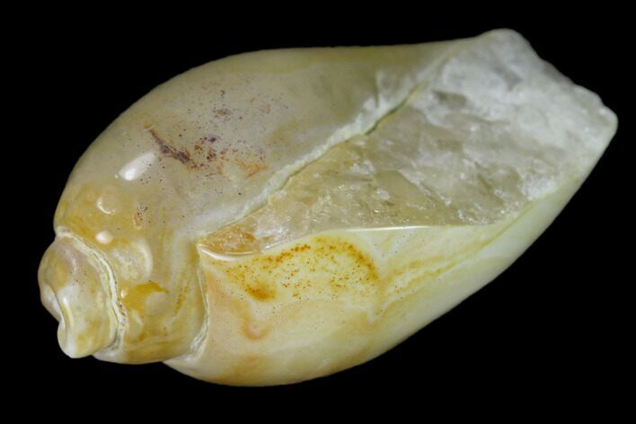 Polished, Chalcedony Replaced Gastropod Fossil - India #133515